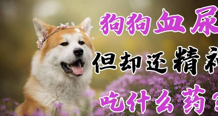 探讨狗狗肺炎的药物治疗方案