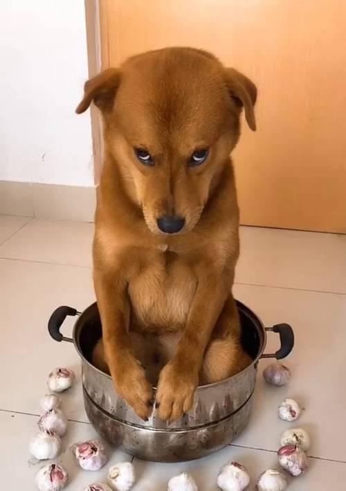 狗狗准备生产的必备物品与药物禁忌（为即将生产的母犬准备的物品及不能使用的药物）