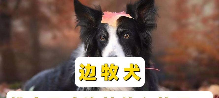 为什么要喂狗粮？（探讨狗粮对狗的重要性及健康益处）