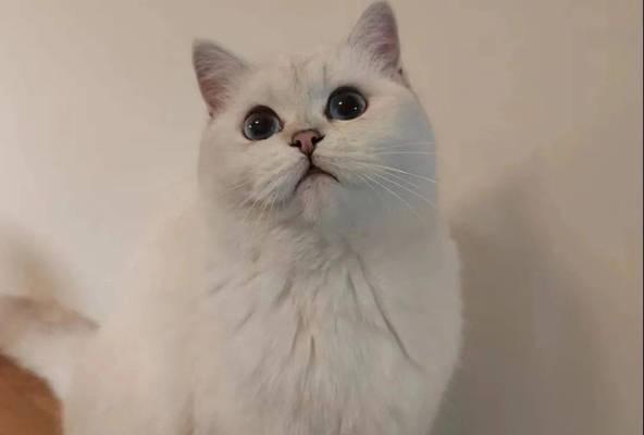 英短猫的饮食需求（一起来探讨英短猫的饮食习惯和健康饮食指南）