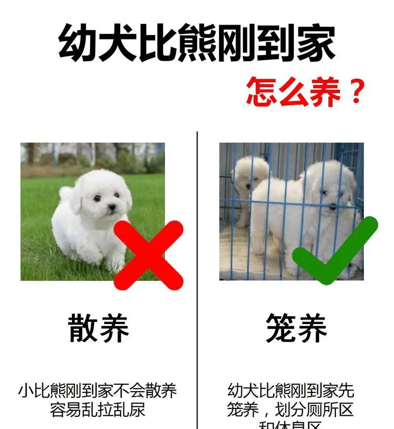 关于以公比熊狗交配的注意事项（保证健康的繁殖过程，注意以下几点）