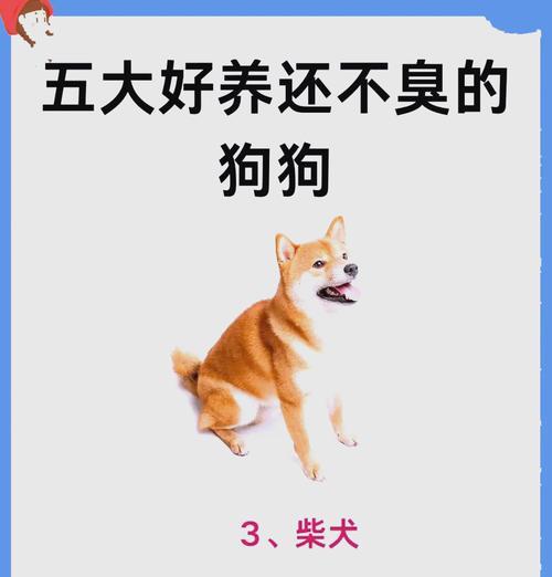 如何选择不掉毛狗狗作为宠物（探索适合家庭的不掉毛狗狗品种及养护方法）