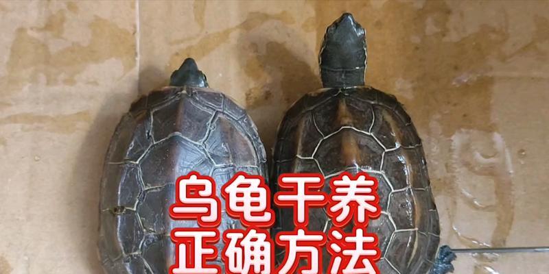 养巴西龟的必备工具（打造舒适家园，为巴西龟提供全方位照顾）