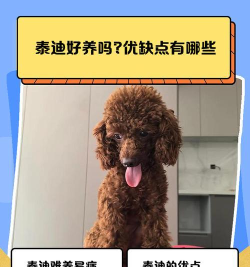 泰迪犬的缺点大揭秘（揭开泰迪犬的缺点，让你全面了解这个可爱却不完美的犬种）