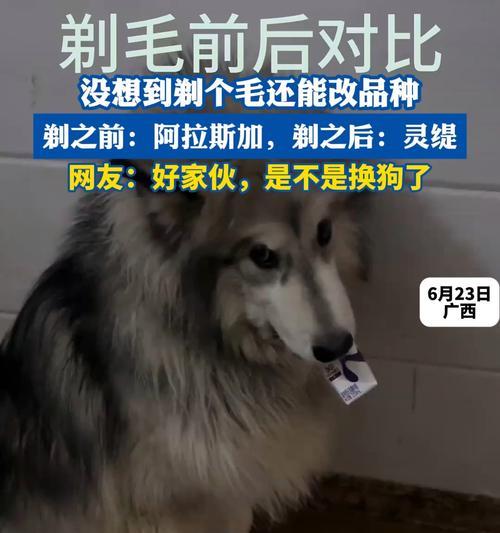 阿拉斯加剪毛指南（剪毛频率、方法和关键要点详解）