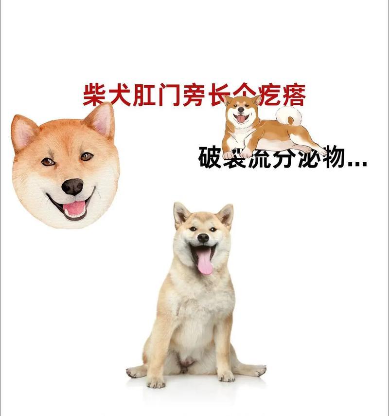 柴犬爱你——宠物狗狗的深情表达（探索柴犬深情表达方式，揭示它们对主人的无限爱意）
