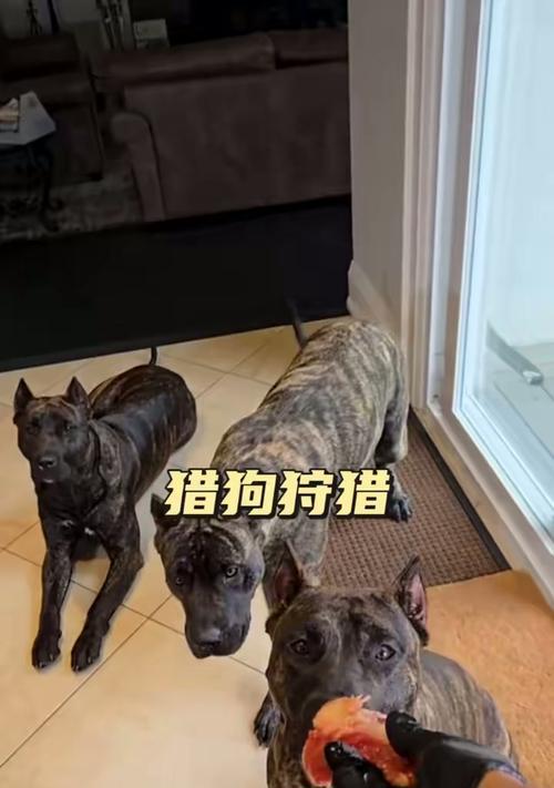 美国狩猎打猎犬（探寻美国狩猎打猎犬的品种特点及培养要点）