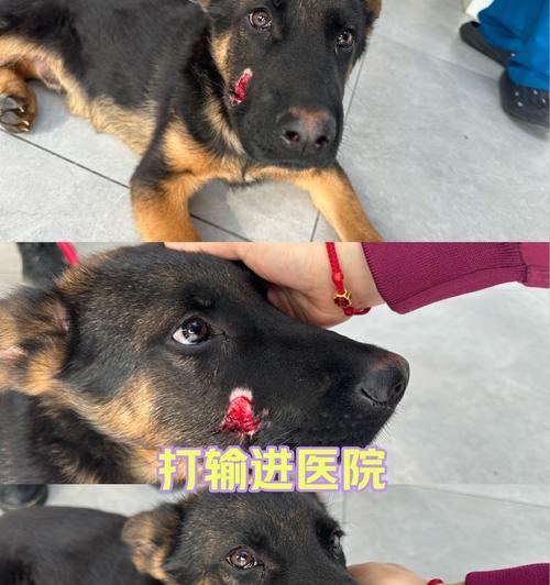 揭秘狗狗异瞳的天赋奥秘（探寻两只眼睛颜色不一样的狗子的独特之处）