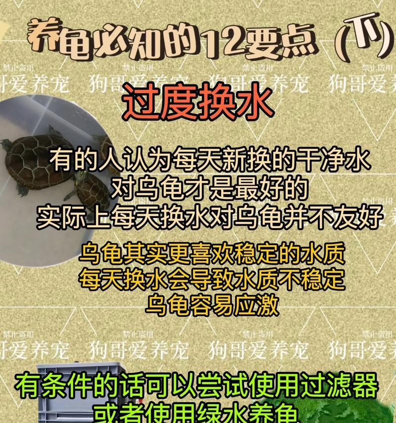 养龟所需设备全解析（打造舒适龟居的必备工具）