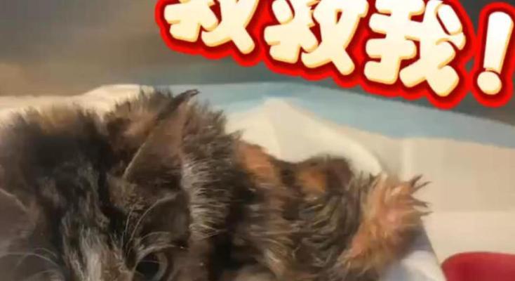 狗狗膈疝（了解狗狗膈疝的症状、原因和治疗方法）