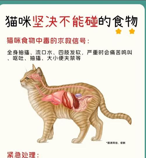 小猫多久吃一次鸡胸肉？（了解小猫饮食习惯与营养需求）