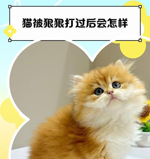 猫咪的饮食需求与健康——以猫多久会被饿死为例（科学喂养与定期观察是保护猫咪健康的关键）