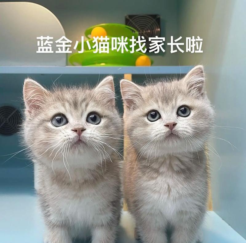 小猫出生后多久会自己出来？（了解小猫独立出生的时间和过程）
