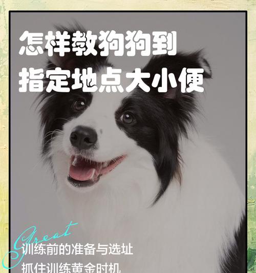 狗狗不会定点大小便怎么办？（正确引导训练，让你的狗狗养成良好的大小便习惯）