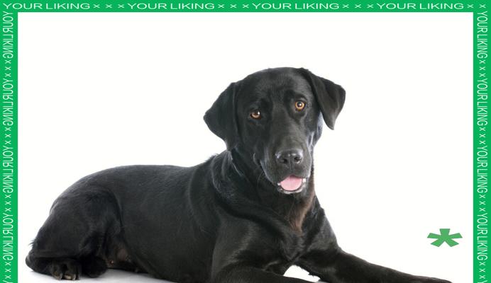 拉布拉多犬的标准体重及处理异常情况（拉布拉多犬体重指导和异常处理技巧）