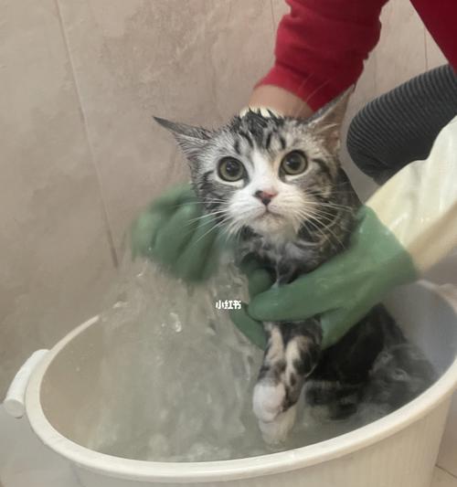 猫咪产后多久能洗澡？（探究猫咪产后洗澡的最佳时间和注意事项。）