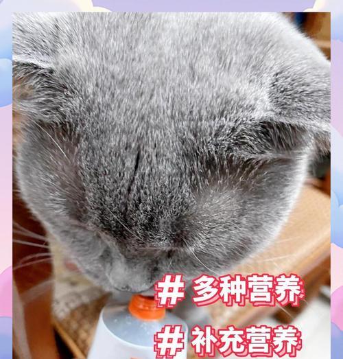 狗狗营养膏的使用频率与时长究竟是多少？（探索营养膏在狗狗饮食中的最佳应用方式）