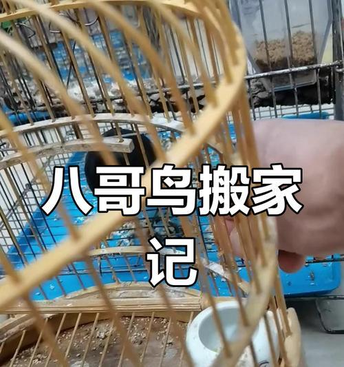 八哥鸟价格介绍（市面上八哥鸟的价格及其关键因素分析）