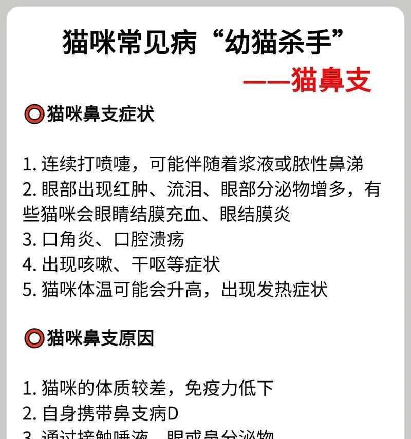 猫鼻支与养猫的最佳时机（揭秘养猫的黄金时期与关键因素）