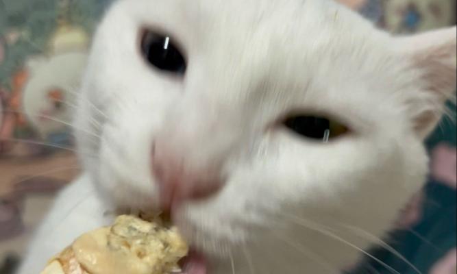 猫吃虾煮多久？（揭秘猫咪和虾的美味组合）
