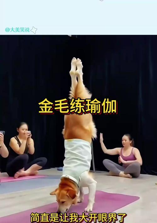 小金毛犬训练指南（培养一只听话的小金毛犬的方法和技巧）