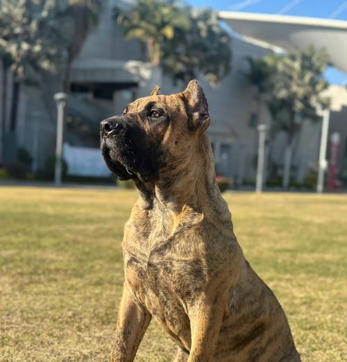 加纳利犬（探秘加纳利犬的优点和缺点）
