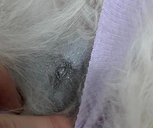 母猫绝育后伤口长毛时间及注意事项（了解母猫绝育后伤口长毛的关键因素，确保伤口康复）