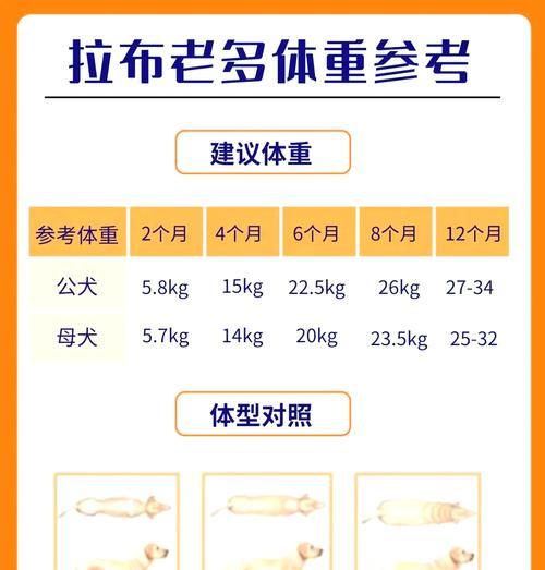 拉布拉多犬的价格及饲养注意事项（了解拉布拉多犬价格，细心照顾宠物的重要性）