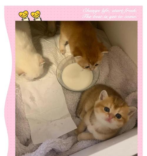 小猫何时开始增加副食（了解小猫增加副食的最佳时间和方法）