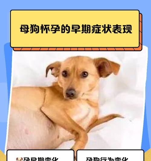 狗狗怀孕与分娩的全过程（了解狗狗怀孕周期以及分娩所需时间）