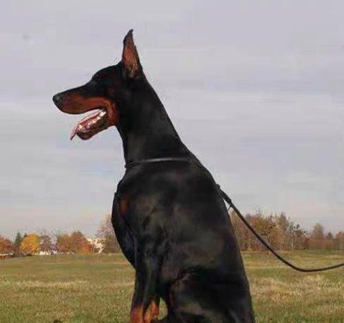 杜宾犬（了解杜宾犬的特性、历史和培养方法）