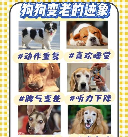 狗狗产后护理指南（照顾新妈妈狗狗和幼犬的关键事项）