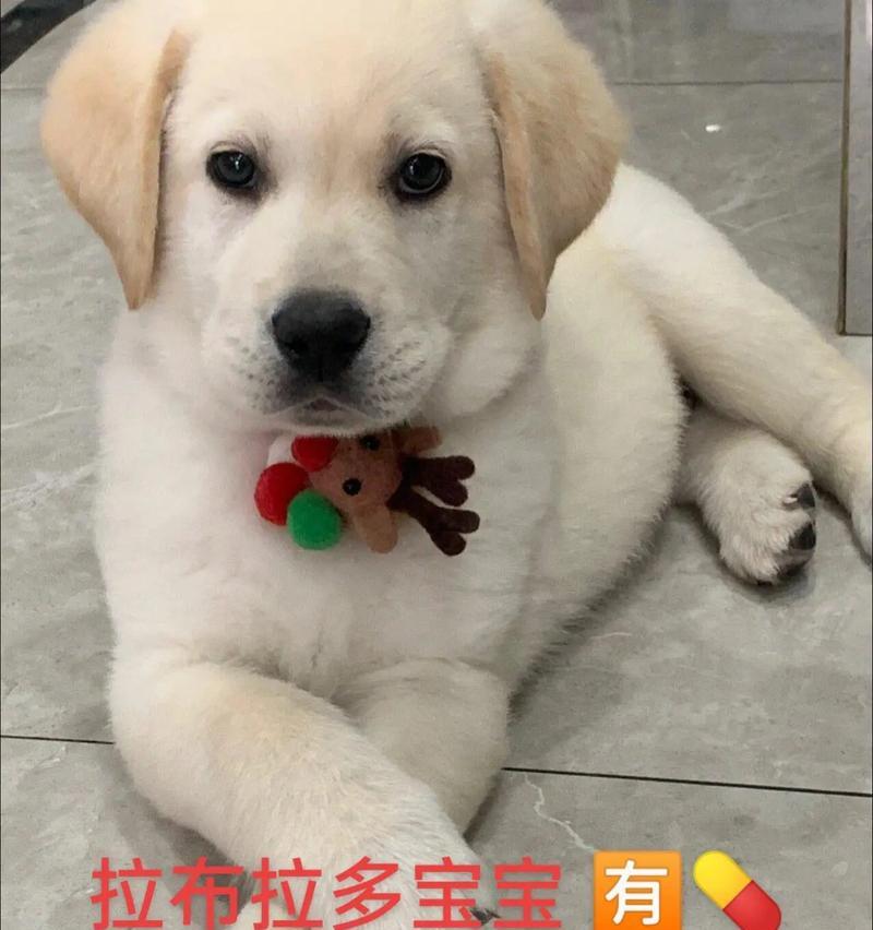 拉布拉多幼犬的断奶时机及注意事项（拉布拉多幼犬断奶时间，）