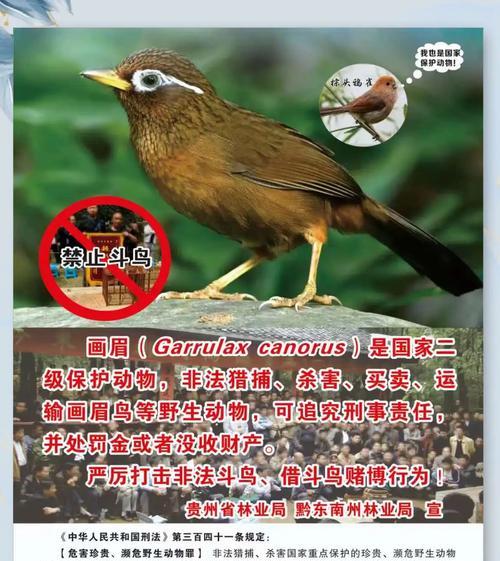 如何判断一只画眉鸟的性别强弱？（掌握关键方法，准确判别画眉鸟的性别）
