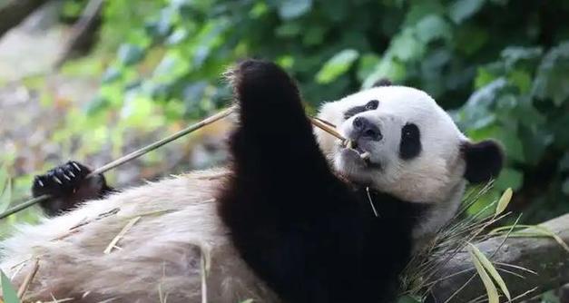 大熊猫外交（英国考虑将大熊猫送回中国，为什么熊猫外交如此重要？）