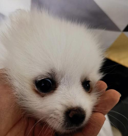 如何有效消除博美犬泪痕问题（揭秘泪痕形成原因及有效解决方法）