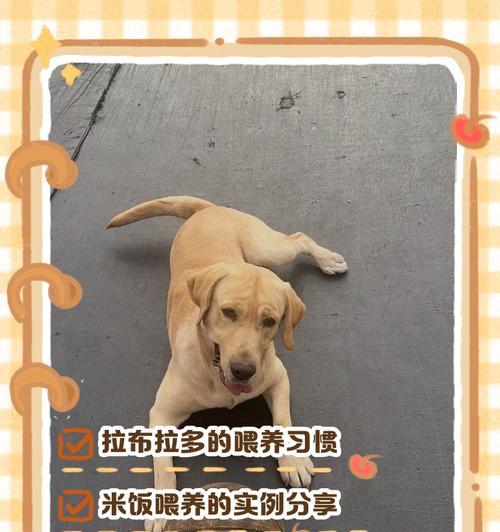 拉布拉多繁殖周期及相关注意事项（揭秘拉布拉多的繁殖周期，为您的宠物犬的繁殖规划提供指导）