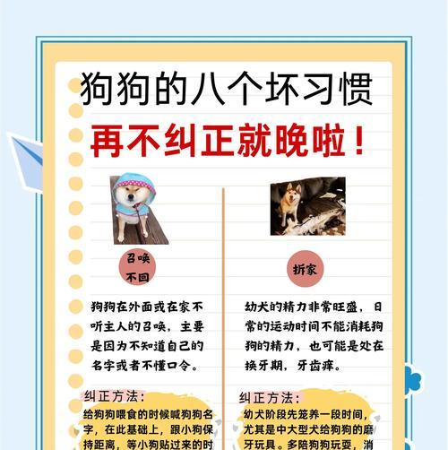 如何改掉狗狗挑食习惯（掌握正确方法，让宠物变成馋嘴小胖墩）