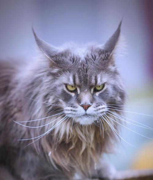 小型长毛猫的品种及特点（探索小型长毛猫的迷人之处）