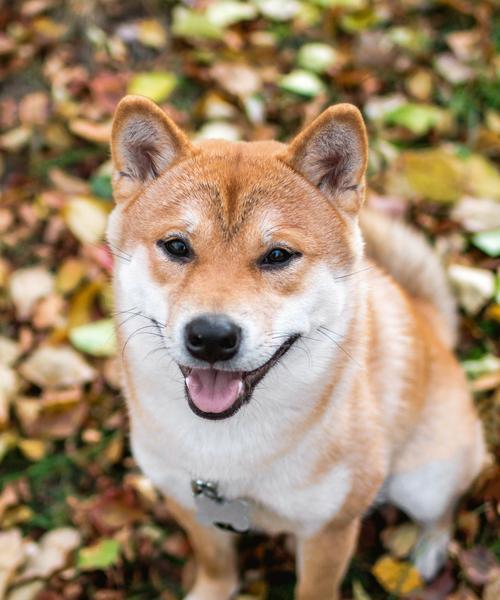 柴犬太瘦的原因是什么？（探寻柴犬瘦身的根源，帮助你更好地照顾你的宠物）
