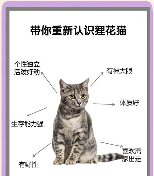 猫咪主人必读！这些鲜花可能对你的爱宠有害（小心选择花卉，保护你的猫咪健康）