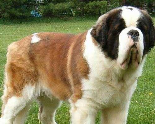 探索欧洲各地独特的狗品种（从阿拉斯喀到瑞典猎犬，欧洲犬种多样性的奇妙之旅）