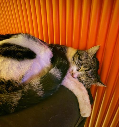 猫咪小便时间长的原因及解决方法