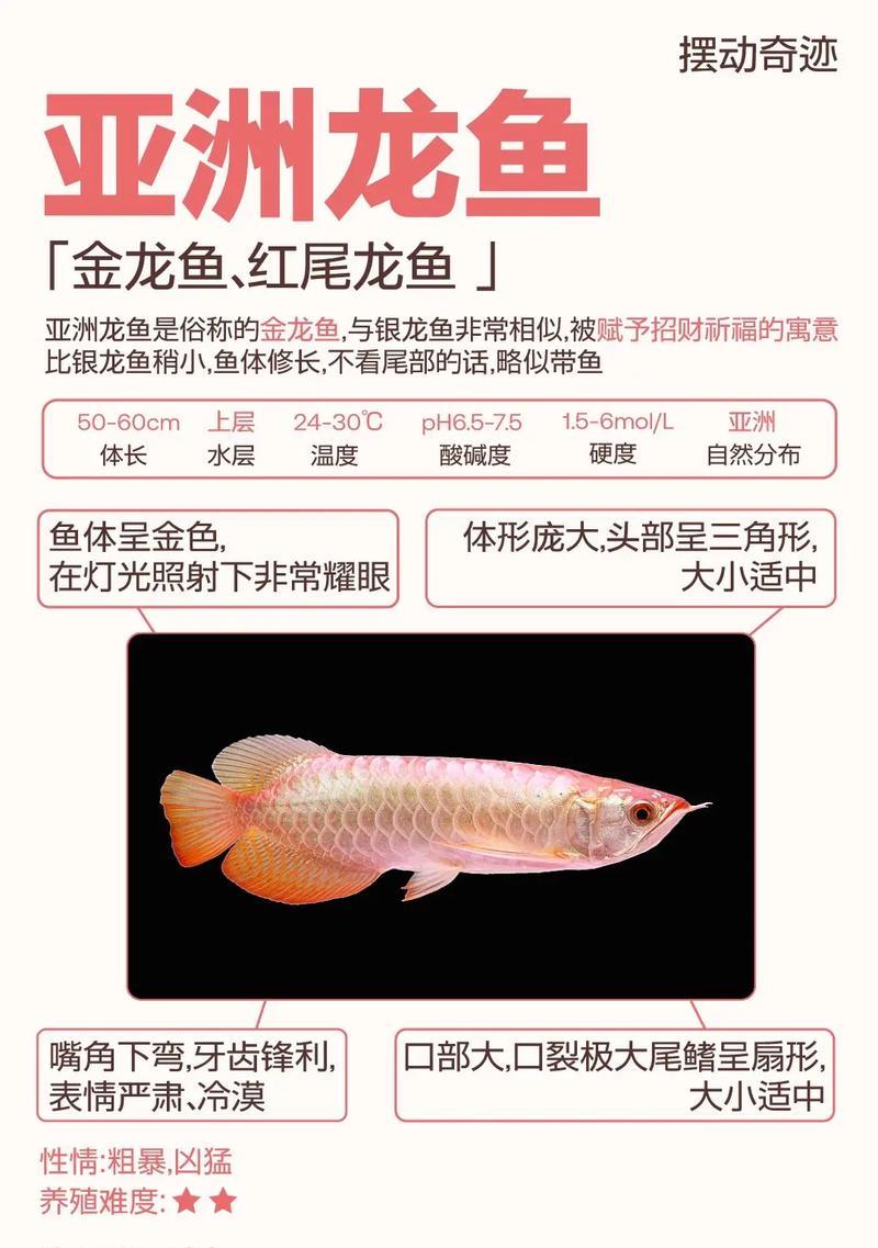 龙鱼疾病解决大全（龙鱼病症与治疗方法详解）