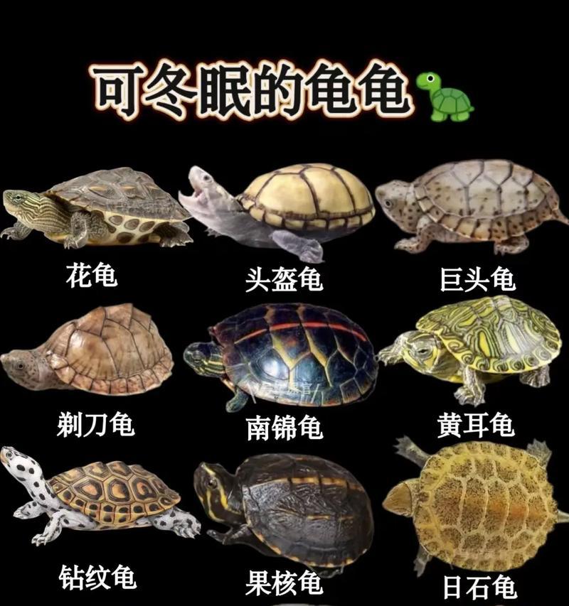 乌龟的寿命之谜（盘点常见乌龟的寿命及其影响因素）