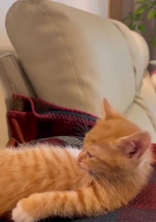 猫的卫生习性与特点（揭秘猫咪爱干净的8个特征）