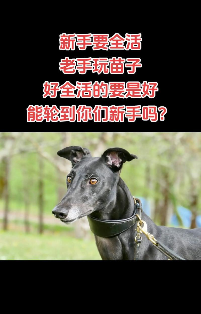 格力犬与格力之间的区别（探索格力犬与格力品牌的差异与联系）