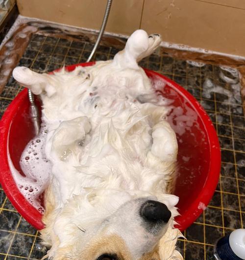 狗狗生小狗后多久可以洗澡？（宝宝狗狗的清洁和健康需求）