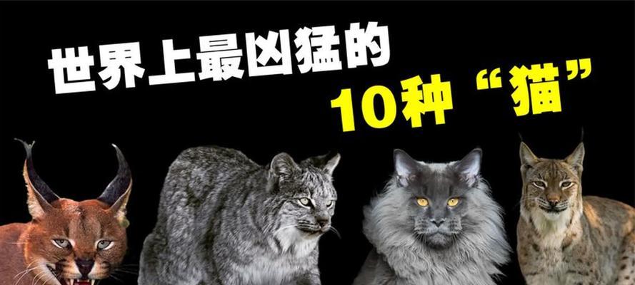 狞猫（世界最凶残的猫种展现出的野性与勇气）