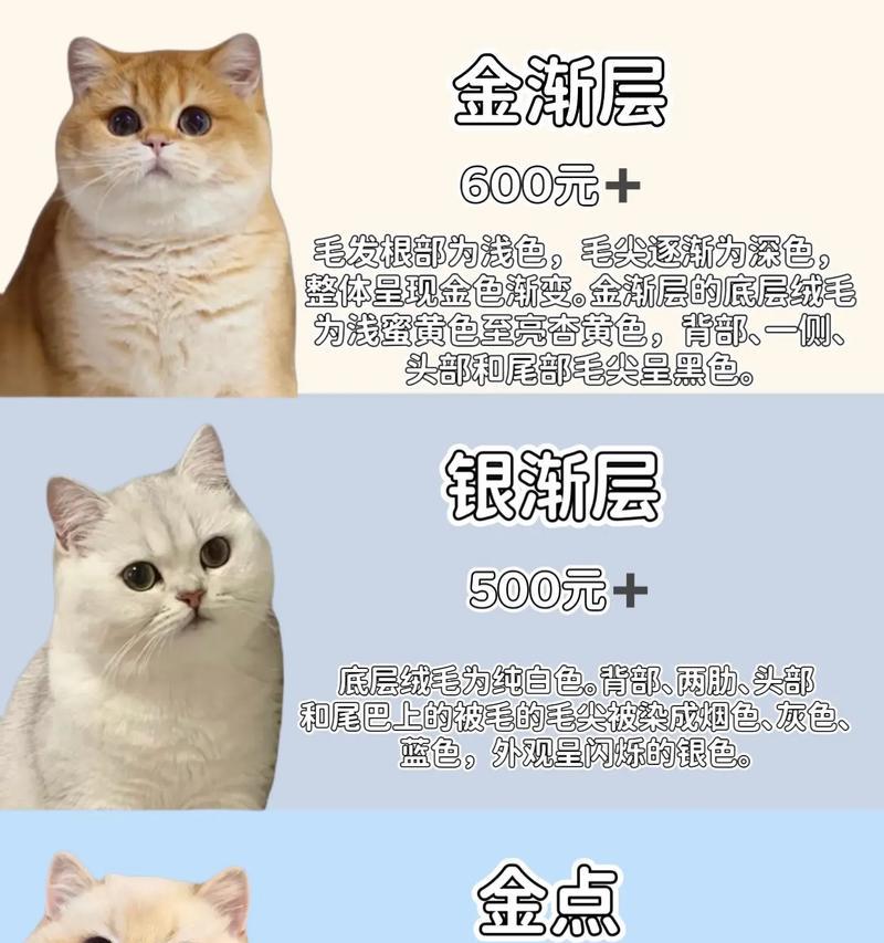 如何轻松辨别真假英短猫（学会看这5点，不再被假冒伪劣英短猫骗）